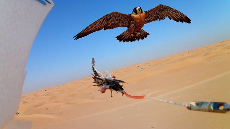 بالفيديو: معركة بين صقر وطائرة بدون طيار في صحراء دبي.. من يفوز في النهاية؟