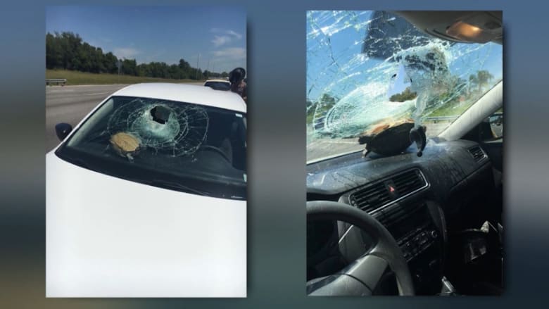 بالفيديو: سلحفاة طائرة تخترق زجاج سيارة مسرعة.. وتنجو من الحادث