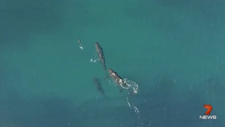 بالفيديو: دلافين من نوع الحيتان القاتلة تطارد سمكة قرش
