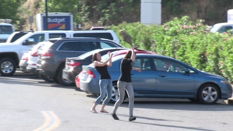 شاهد.. طيور سوداء تهاجم المارة في شوارع كاليفورنيا