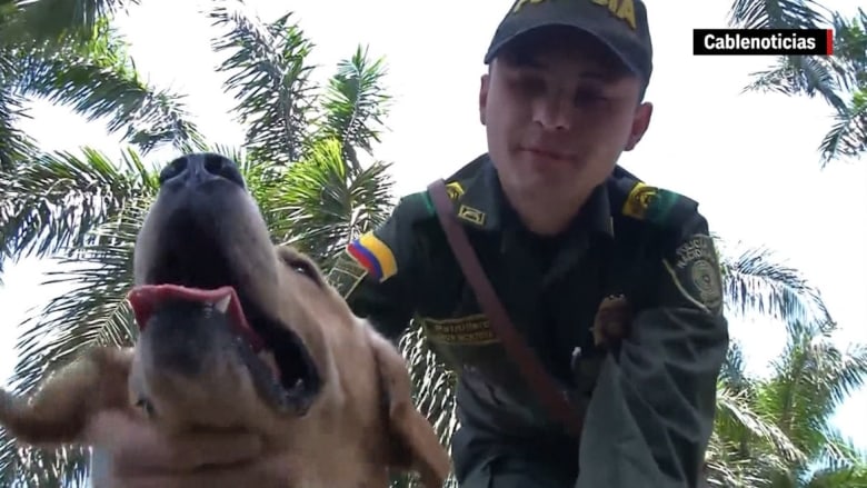 بالفيديو: مهربو المخدرات في كولومبيا "يغوون" الكلاب البوليسية بـ"عطور نسائية"