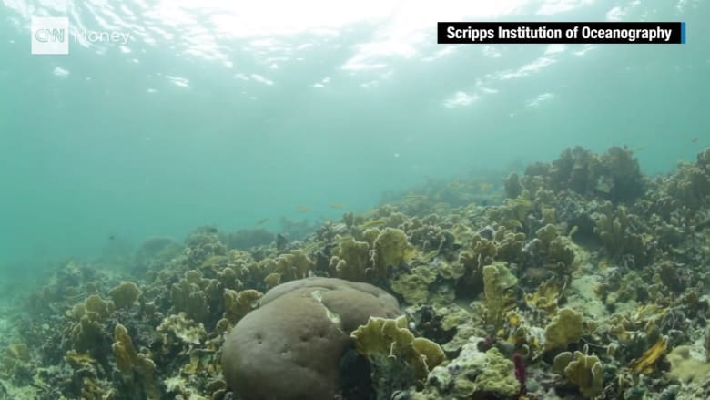 فيديو: شاهد كيف تبدو الحياة في قاع المحيط بهذا المجهر الصغير