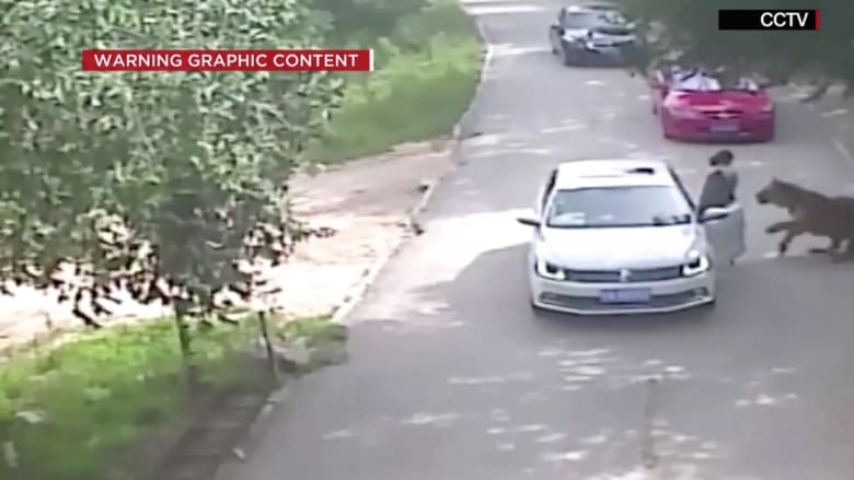 شاهد.. نمر ينقض ويقتل امرأة خرجت من سيارتها برحلة سفاري بالصين