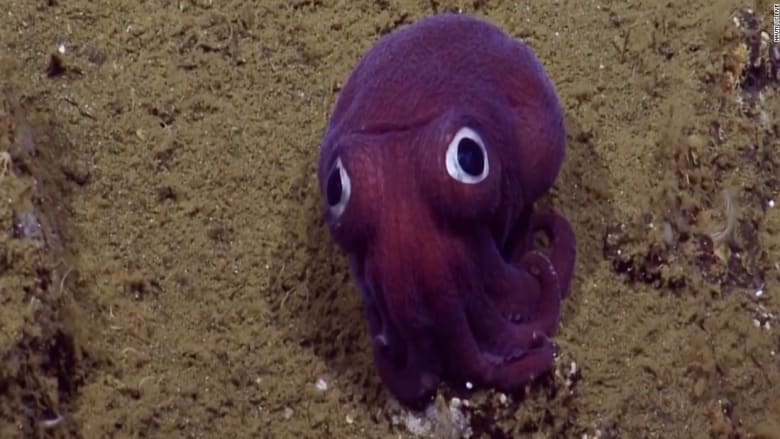 شاهد.. علماء يرصدون حباراً غريباً بعينين كبيرتين في قاع البحر