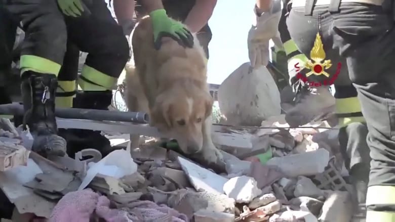 عاد من الموت.. انتشال كلب حي بإيطاليا قضى تسعة أيام تحت أنقاض الزلزال