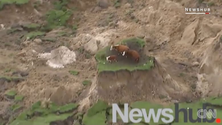 فيديو 3 أبقار نيوزيلندية عالقة بجزيرة وسط الزلزال يجتاح تويتر