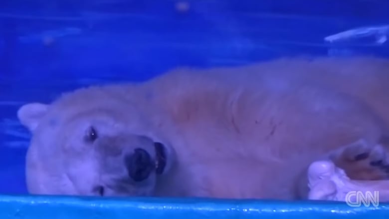 أشد الدببة القطبية حزنا في العالم.. شاهد ماذا فعل الناس لإسعاده