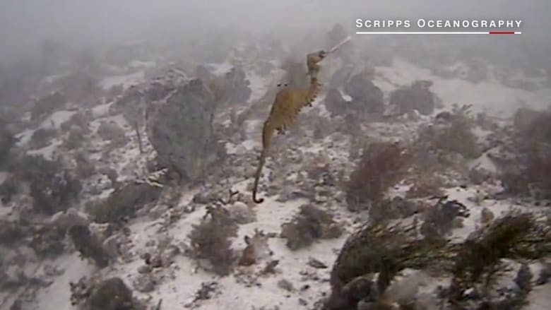 لأول مرة.. علماء يصورون تنين البحر الياقوتي