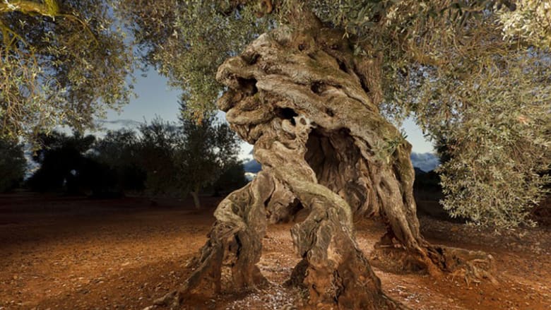 اصل شجرة الزيتون