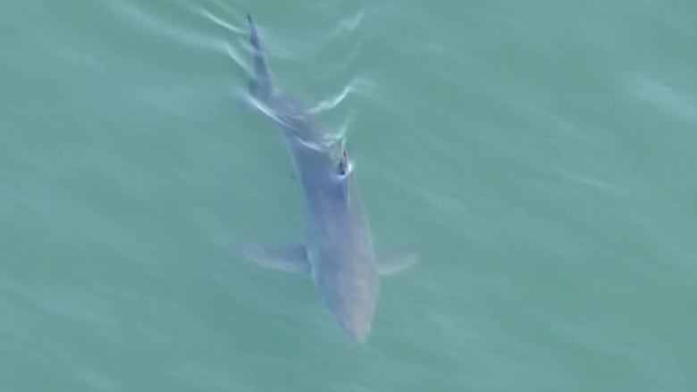مشهد مرعب.. عشرات أسماك القرش الأبيض الكبير تحاصر رياضيين وسط المياه