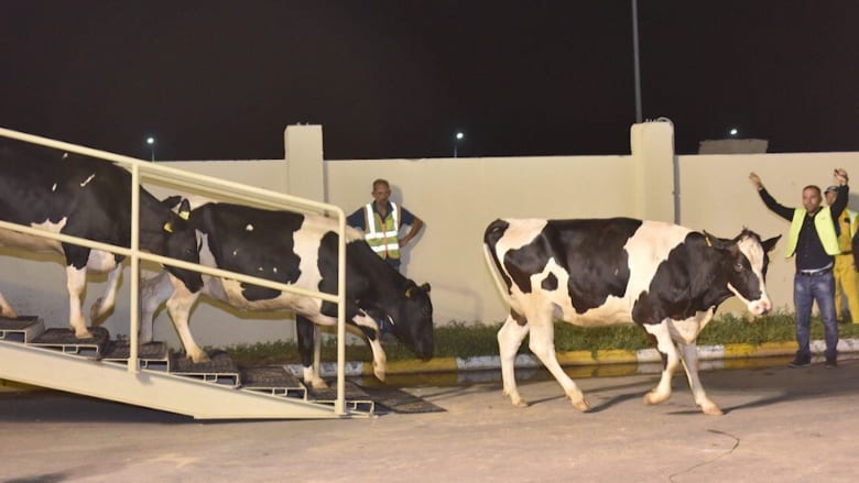 شاهد.. قطر تستورد البقر بالطائرات لمواجهة نقص الحليب