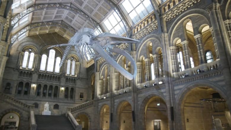 شاهد.. متحف لندن يرفع الستار عن هيكل حوت أزرق ضخم