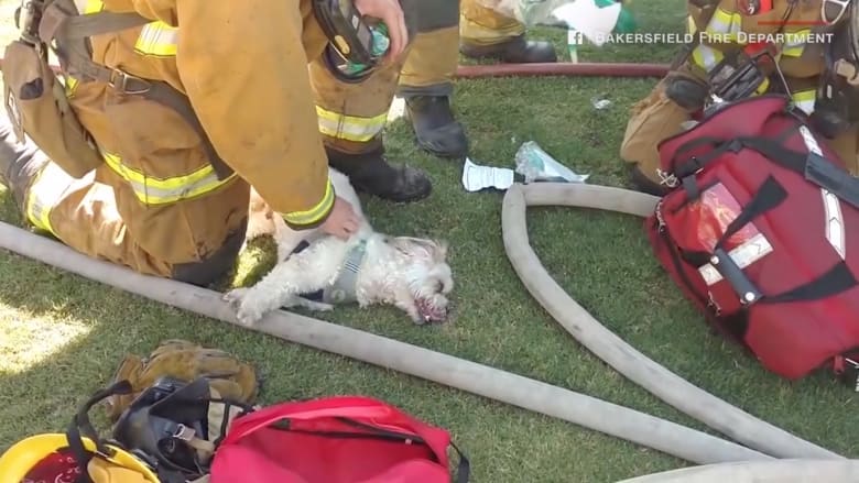 شاهد.. إسعاف كلب بالأوكسجين بعد إنقاذه من حريق