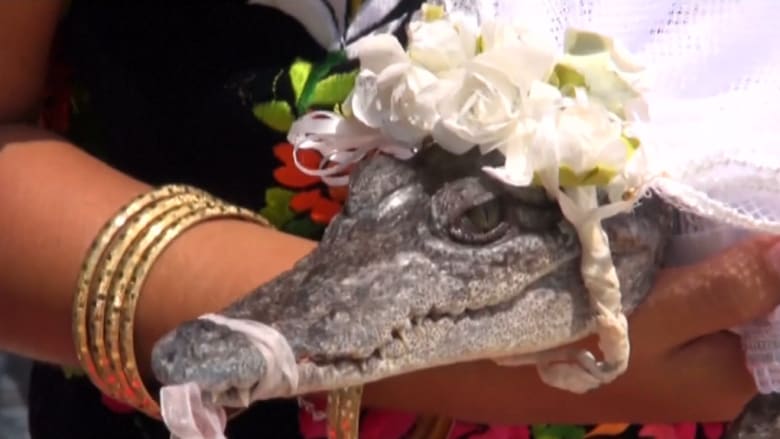 شاهد زواج عمدة مكسيكي من.. تمساح!