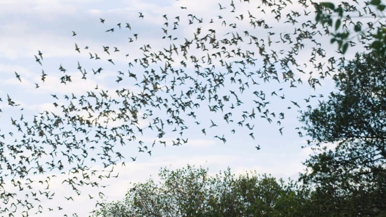 شاهد ملايين الخفافيش تحلق معاً كإعصار بالسماء
