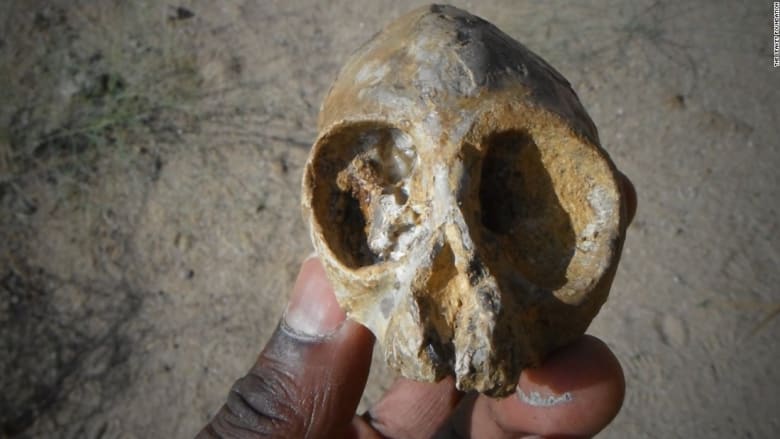 العثور على جمجمة قرد عمرها 13 مليون سنة
