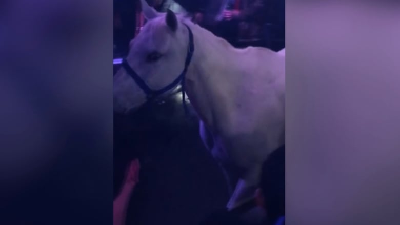 شاهد.. حصان داخل ملهى ليلي في ميامي والشرطة تحقق