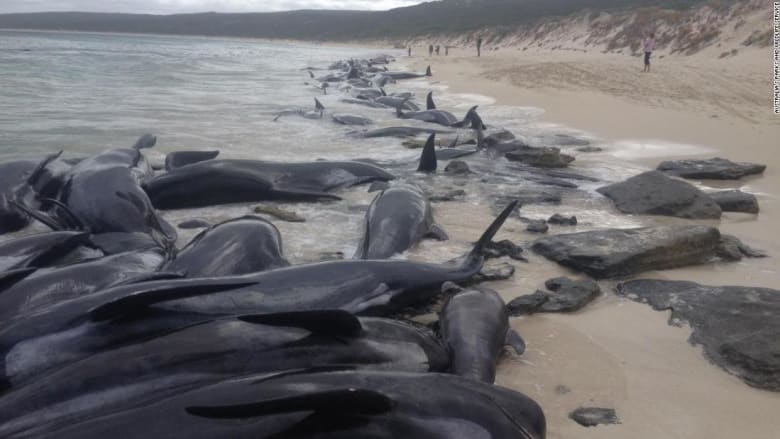 شاهد.. جنوح أكثر من 150حوتا قبالة شاطئ في أستراليا