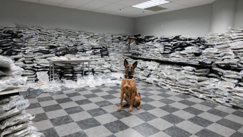 شرطي كلب يكتشف بأنفه ما يساوي 10 ملايين دولار من الماريجوانا