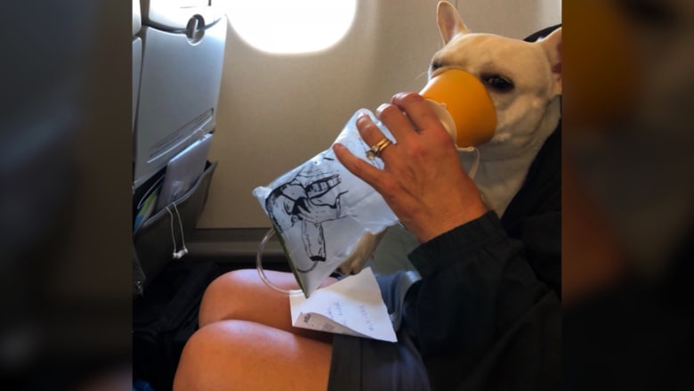 شاهد.. طاقم طيران يعطي قناع أكسجين لكلب في رحلة جويّة