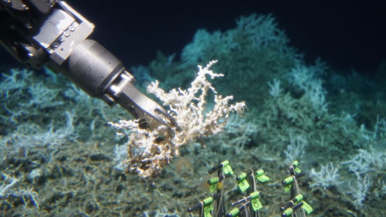 180827205033-lophelia-samples-atlantic-coral-reef.jpg