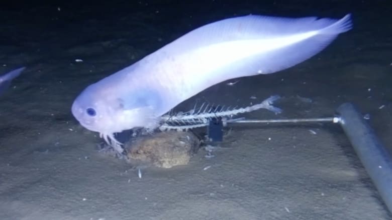 اكتشاف أسماك غريبة على عمق 8 آلاف متر في المحيط الهادي