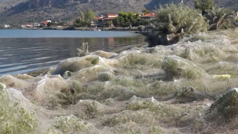 مشهد مرعب..الآلاف من شباك العناكب تغطي جزيرة يونانية بأكملها