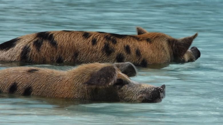 اكتشف هذه الجزيرة السياحية حيث تسبح الخنازير في مياه البحر