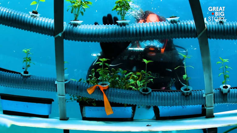 الزراعة تحت الماء حلم قد يكون حقيقة بمشروع حديقة نيمو