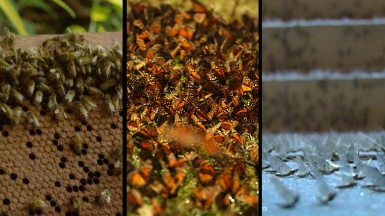 دراسة.. انقراض أصناف حشرات قد يكون “كارثياً” على الأرض