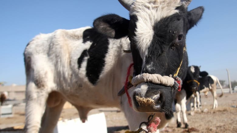 بيل غيتس: غاز البقر من أكبر مشكلات تغير المناخ في العالم