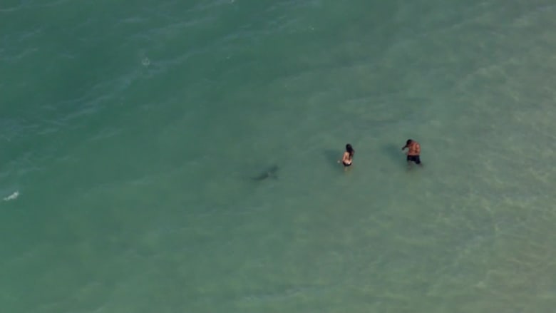 صورة مرعبة ترصد أسماك قرش تسبح حول رواد شاطئ بأمريكا