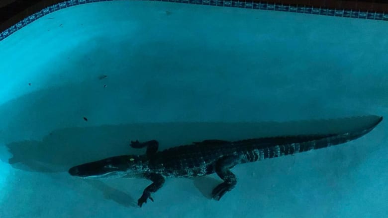 تمساح ضخم يمارس “الغطس الحر” بمسبح عائلة في أمريكا