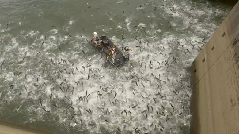 مئات من الأسماك تتطاير خارج بحيرة في أمريكا.. والسبب؟