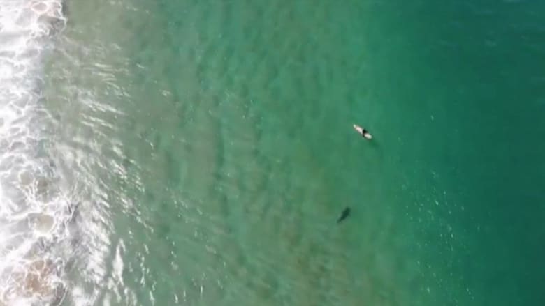 طائرة بدون طيار تنقذ راكب أمواج من سمكة قرش تطارده