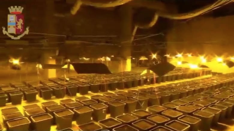 العثور على مزرعة ماريغوانا عملاقة خلف جدار حمام في إيطاليا