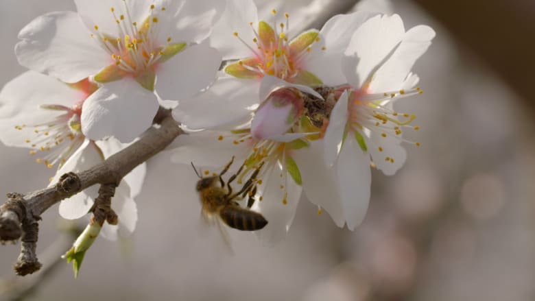 شركة ناشئة تعمل على جعل النحل أكثر ذكاء.. ما سرها؟