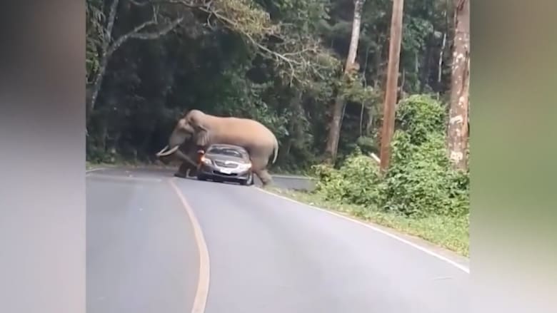 ماذا حصل لسيارة حاول فيل ضخم الجلوس فوقها؟