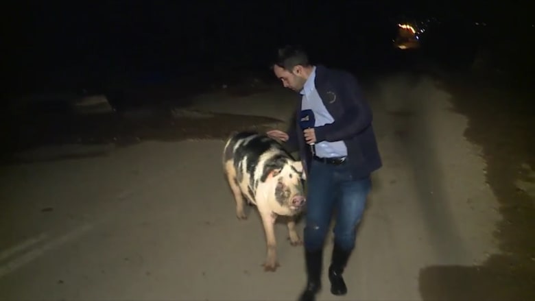خنزير يلاحق مراسل تليفزيوني على الهواء في اليونان