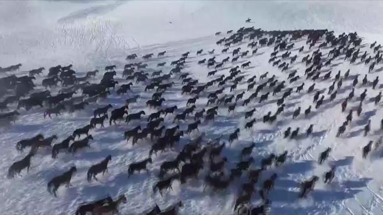 "خيول الجنة" تركض سويًا فوق الثلوج في الصين