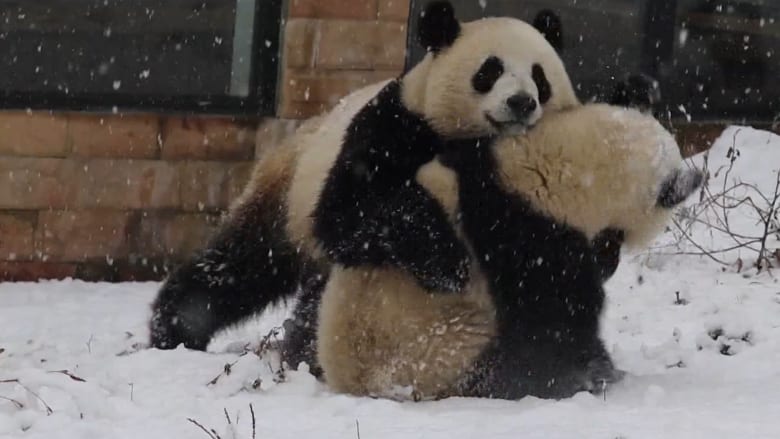في مشهد طريف زوج من الباندا العملاقة يتصارع فوق الثلوج
