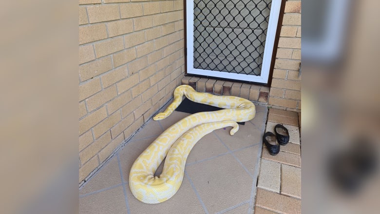 200324112656-01-australia-burmese-python-porch-scli-intl.jpg