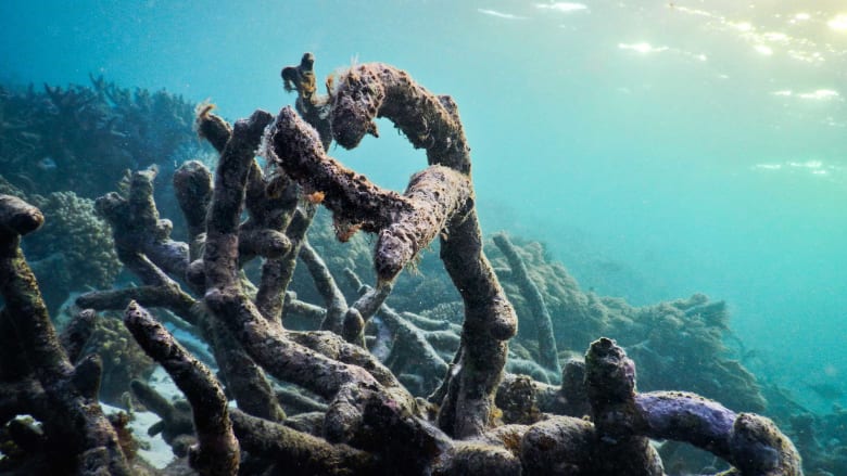 الحاجز المرجاني العظيم الأكثر تضرراً في التاريخ