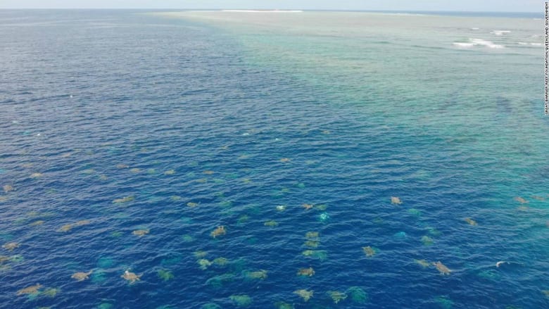 في ظاهرة غريبة عشرات آلاف السلاحف المائية تغزو شواطىء أستراليا