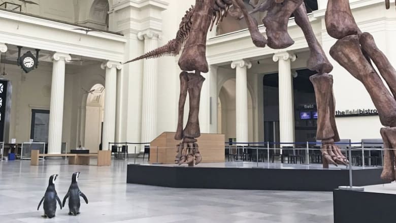 شاهد.. زوج من البطاريق يسيران "بمرح" في متحف للدينصورات