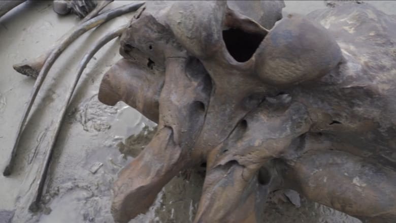 شاهد عظام الماموث المكتشفة في روسيا بعد ذوبان الجليد