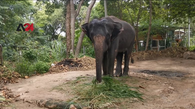 بسبب كورونا.. قرى الفيلة الجاذبة للسياح بتايلاند تصبح فارغة