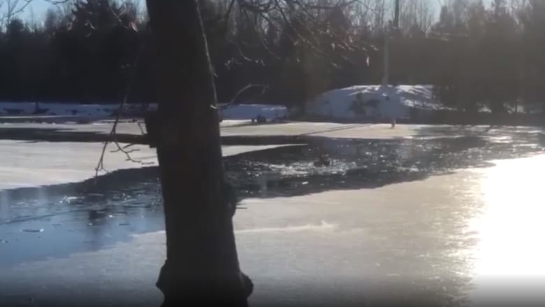 شاهد ما حدث لكلب تجول فوق نهر جليدي