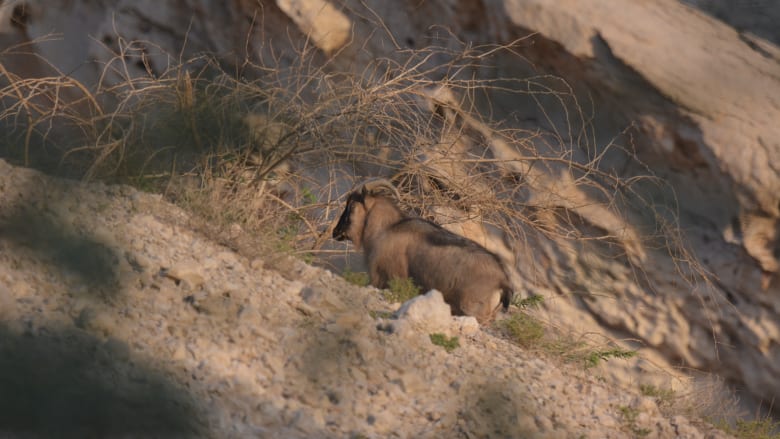 البيئة Cnn Arabic