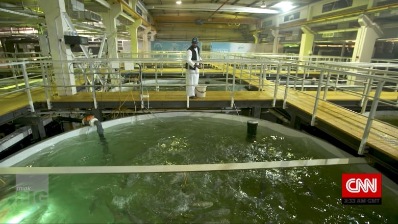 مزرعة للأسماك تحاكي بيئة أي محيط في العالم وسط صحراء دبي